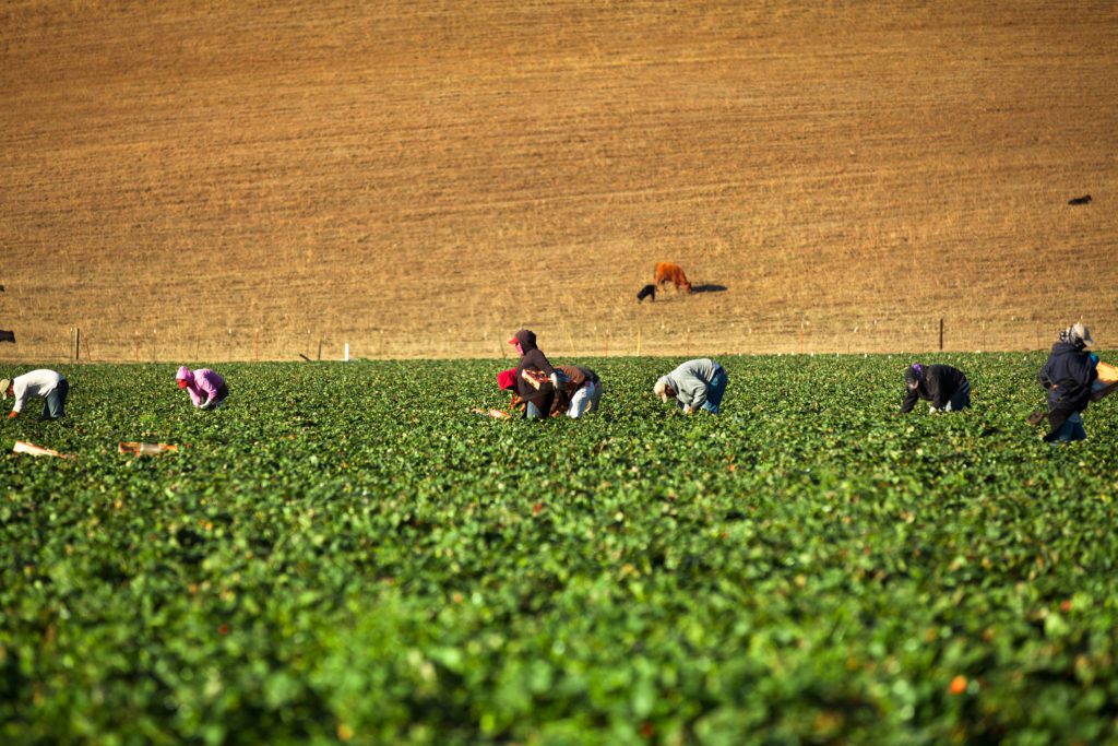 Workers pick strawberries from a field in the Salinas Valley, California USA