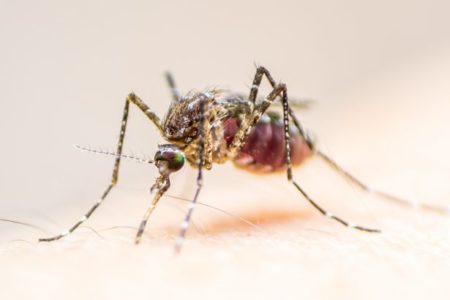 West Nile outbreaks may become common in southern California