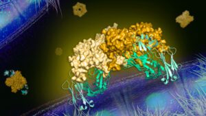 An antibody neutralizing a protein