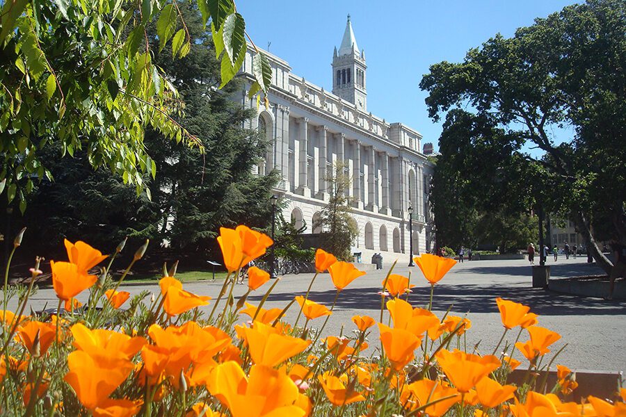 Poppies blossom on the UC Berkeley Campus